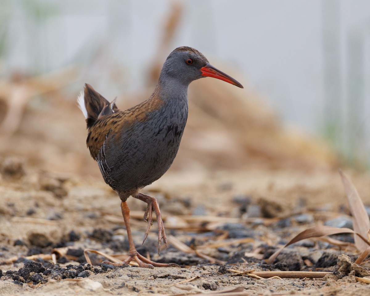 Water Rail - ML646651701