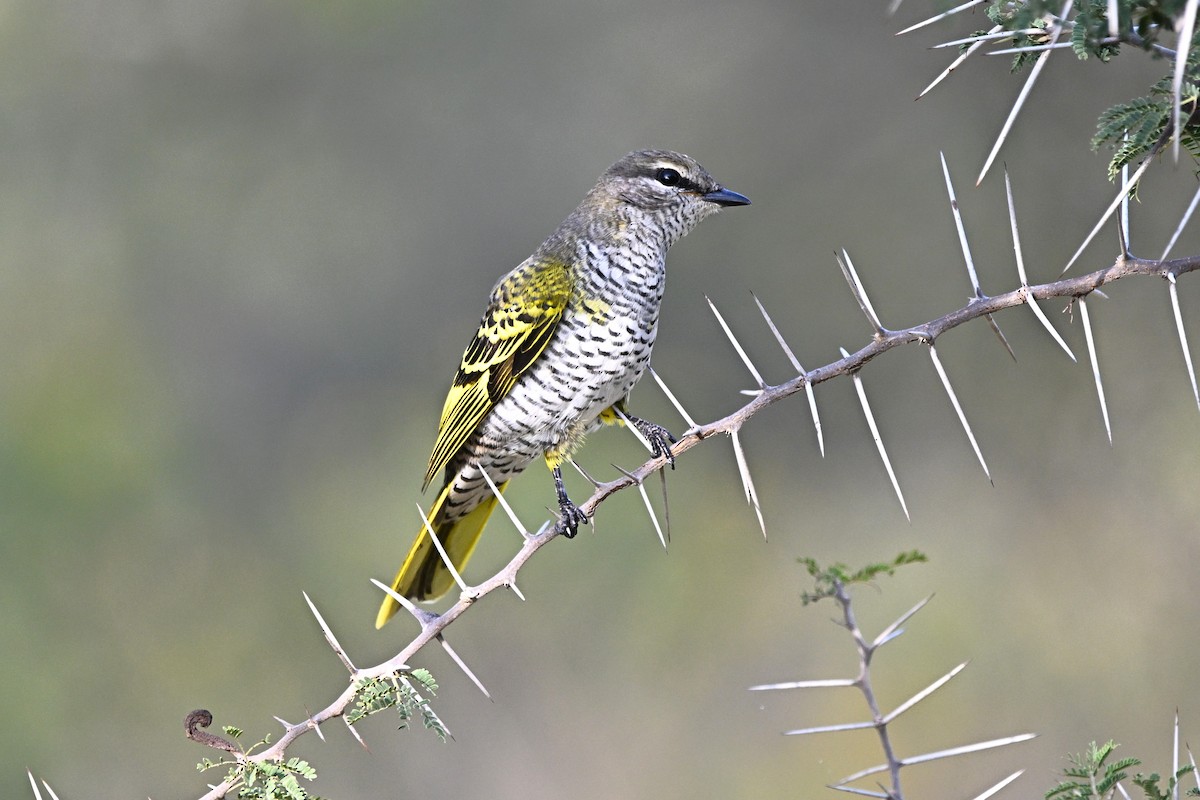 Black Cuckooshrike - ML646651703