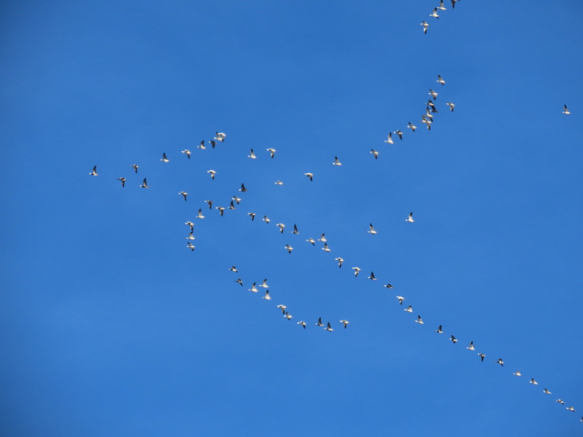 Snow Goose - ML646651704