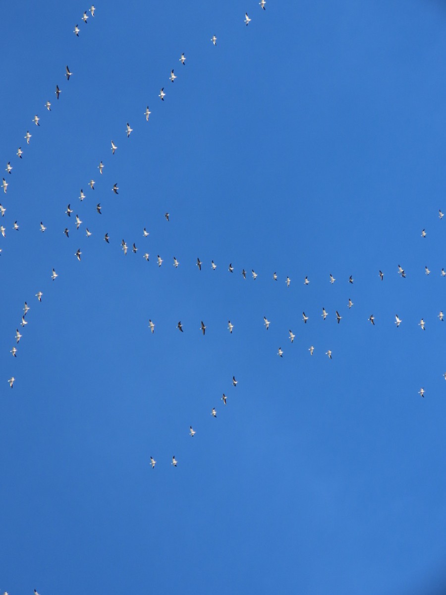 Snow Goose - ML646651705