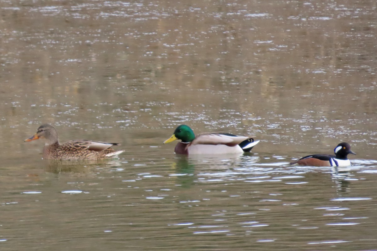 Зэрлэг нугас - ML646651707