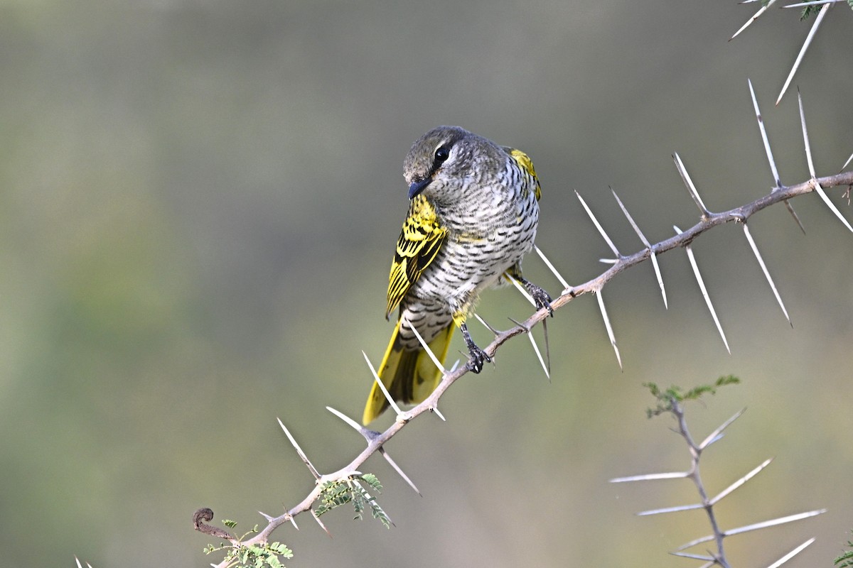 Black Cuckooshrike - ML646651708