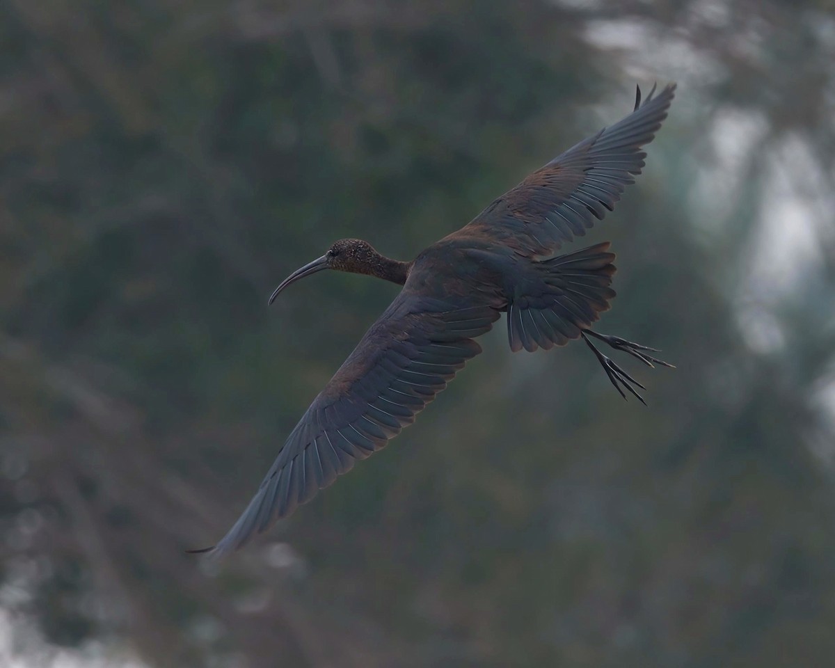 Glossy Ibis - ML646651709