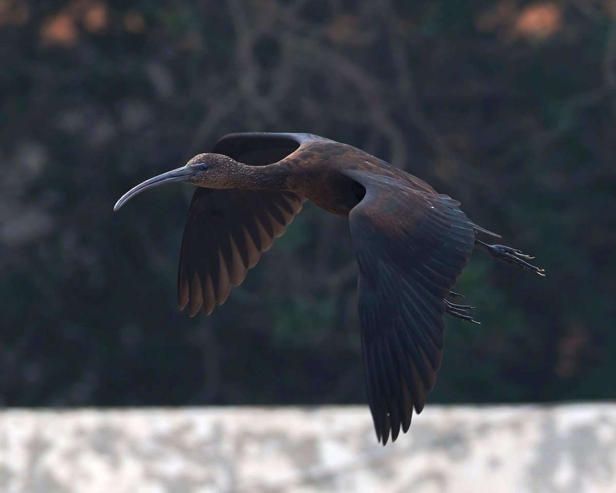 Glossy Ibis - ML646651710