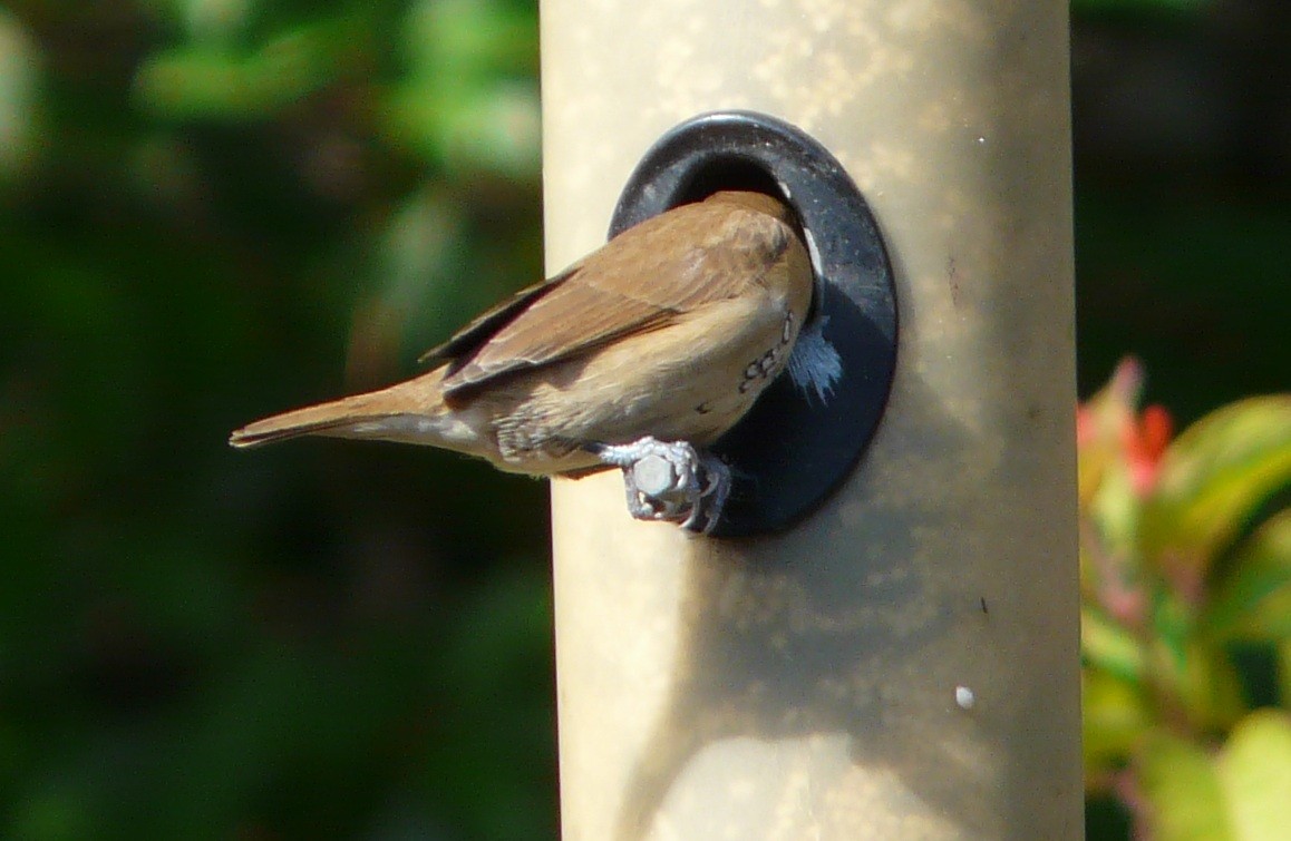 Scaly-breasted Munia - ML646651712
