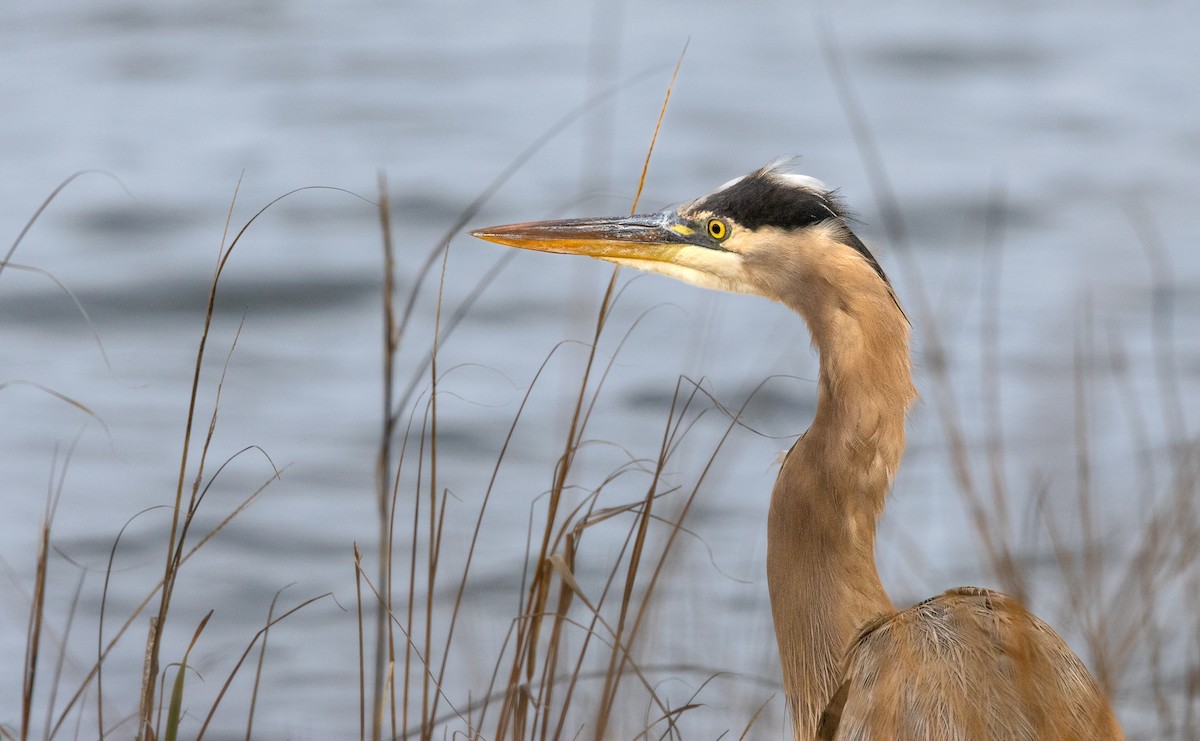 Great Blue Heron - ML646651716