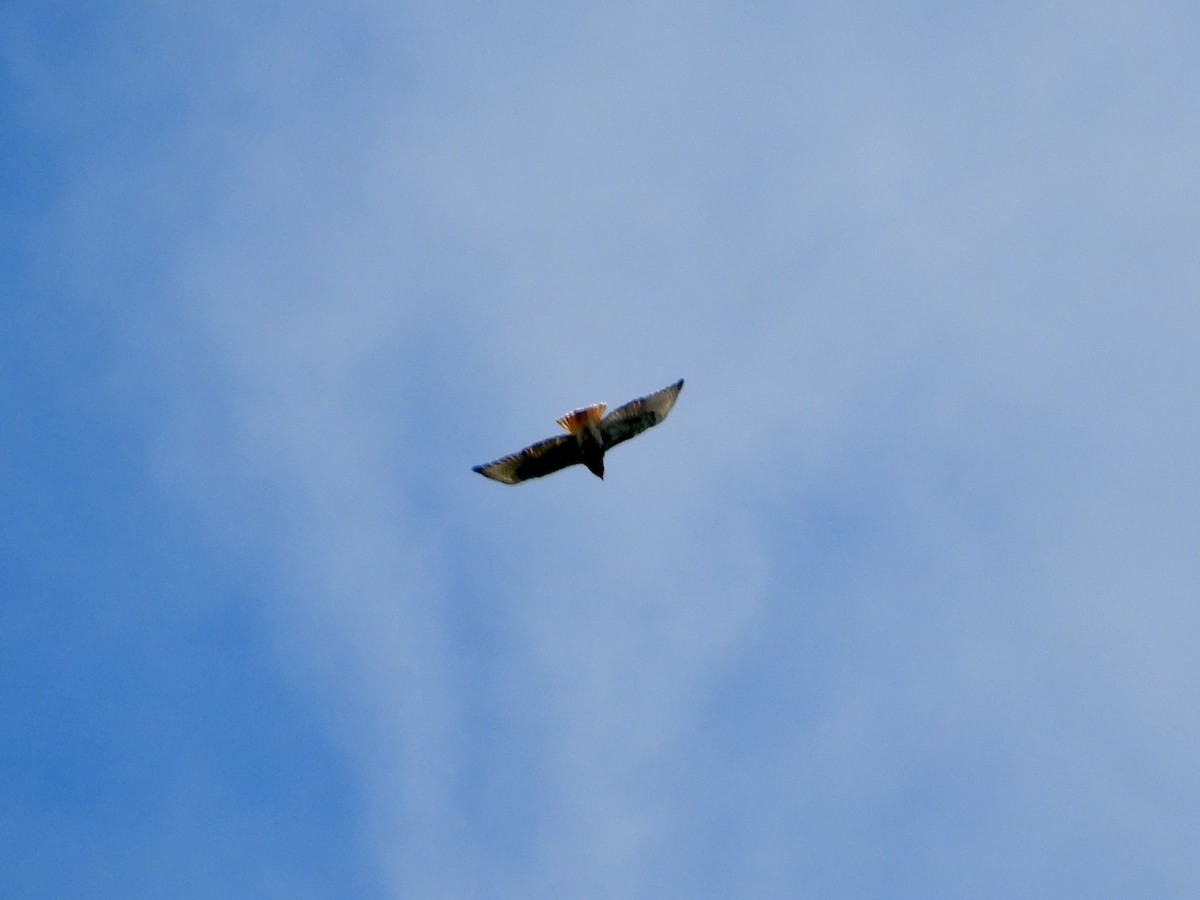 Red-tailed Hawk - ML646651717
