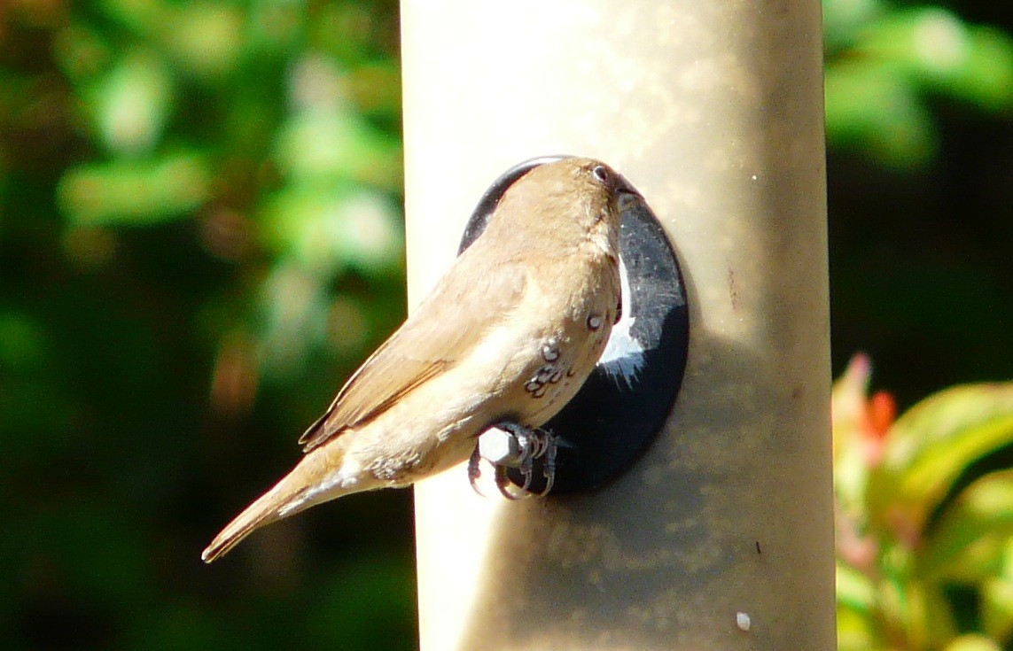 Scaly-breasted Munia - ML646651718