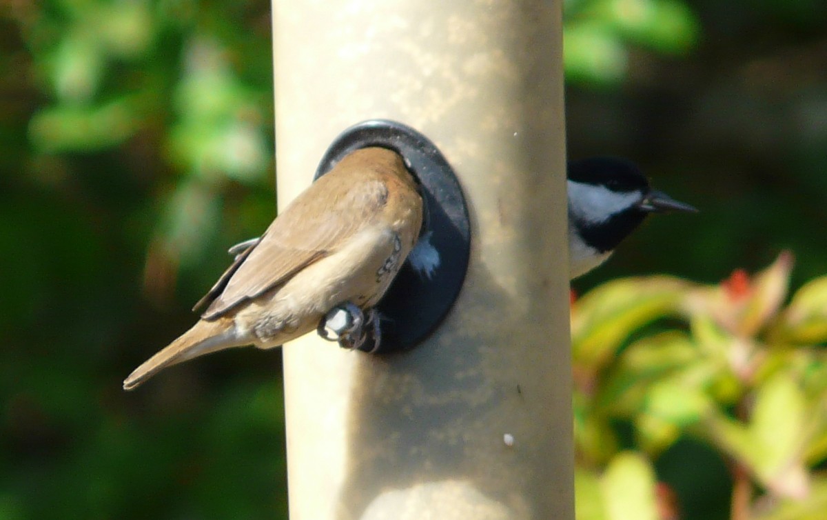 Carolina Chickadee - ML646651719