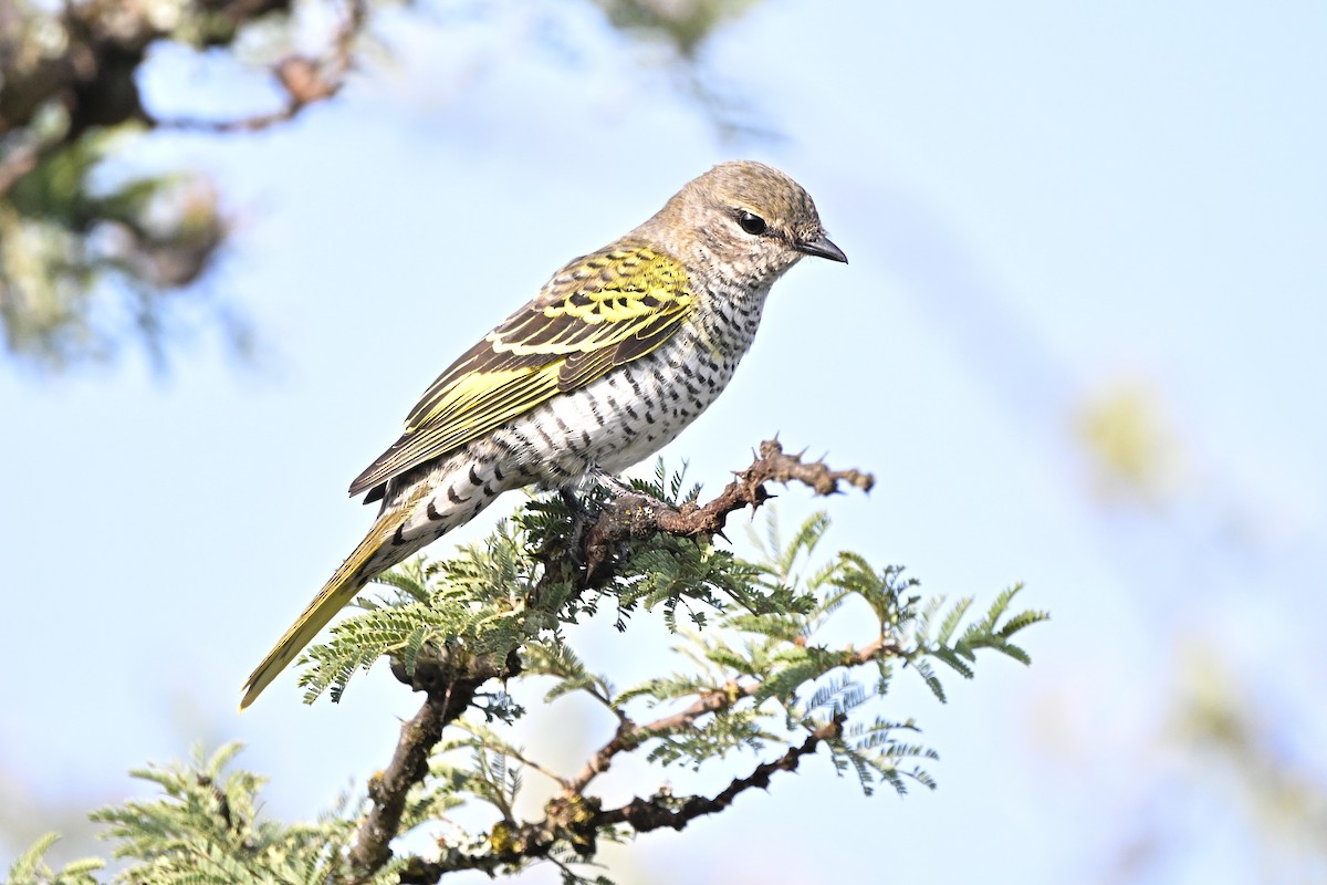 Black Cuckooshrike - ML646651720