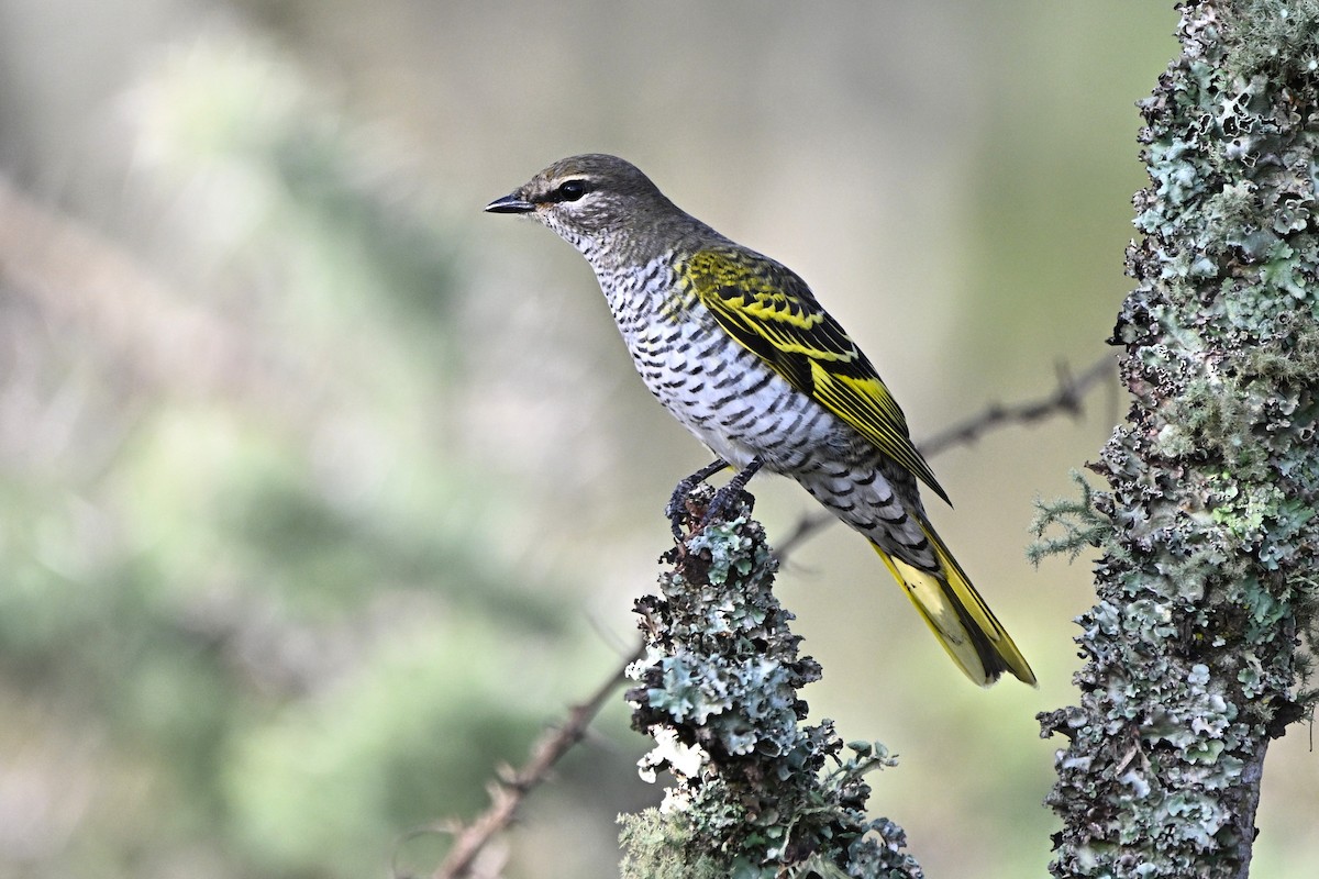 Black Cuckooshrike - ML646651722