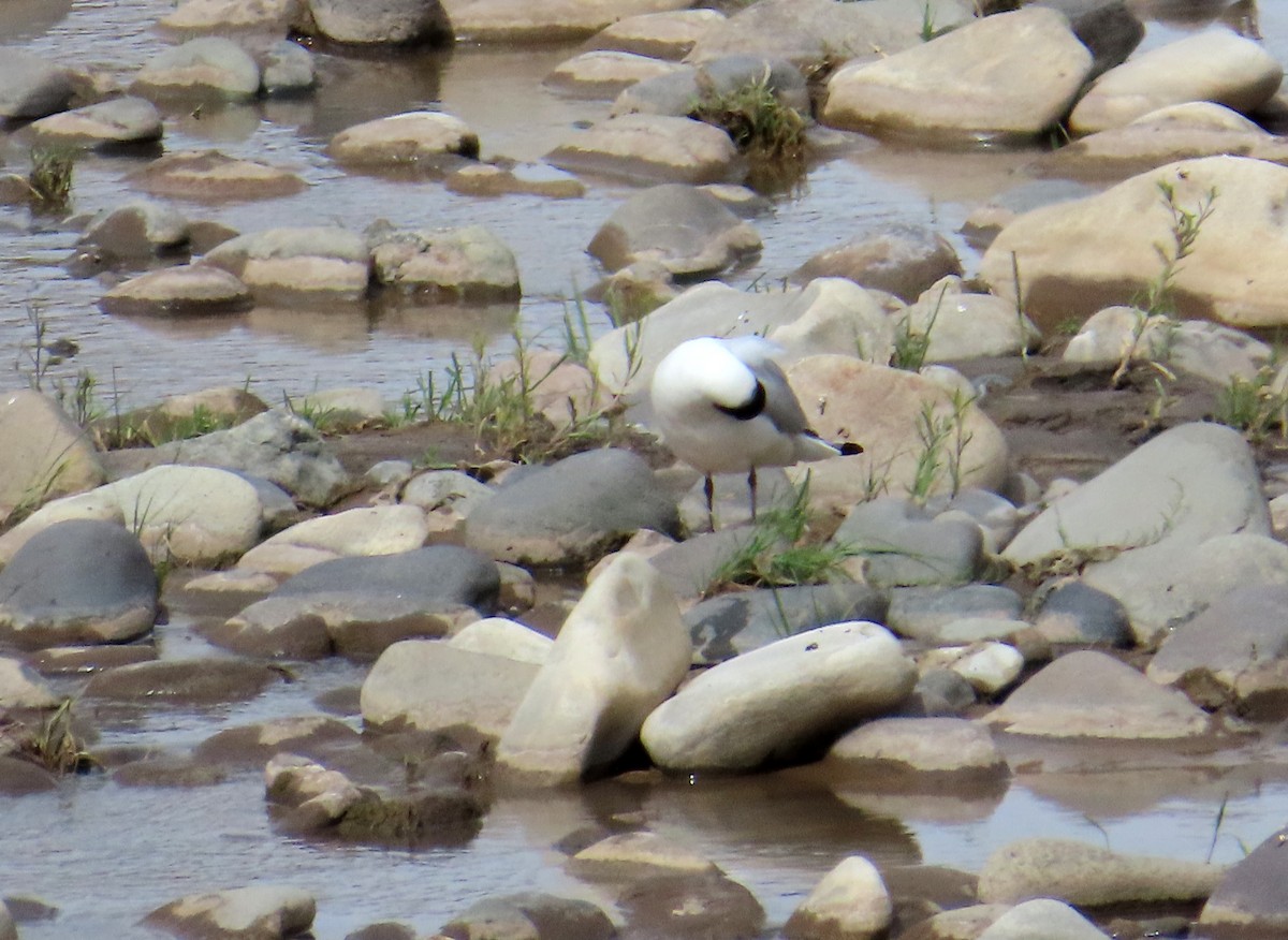 Andean Gull - ML646651723
