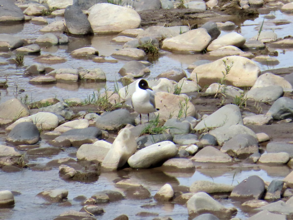 Andean Gull - ML646651724