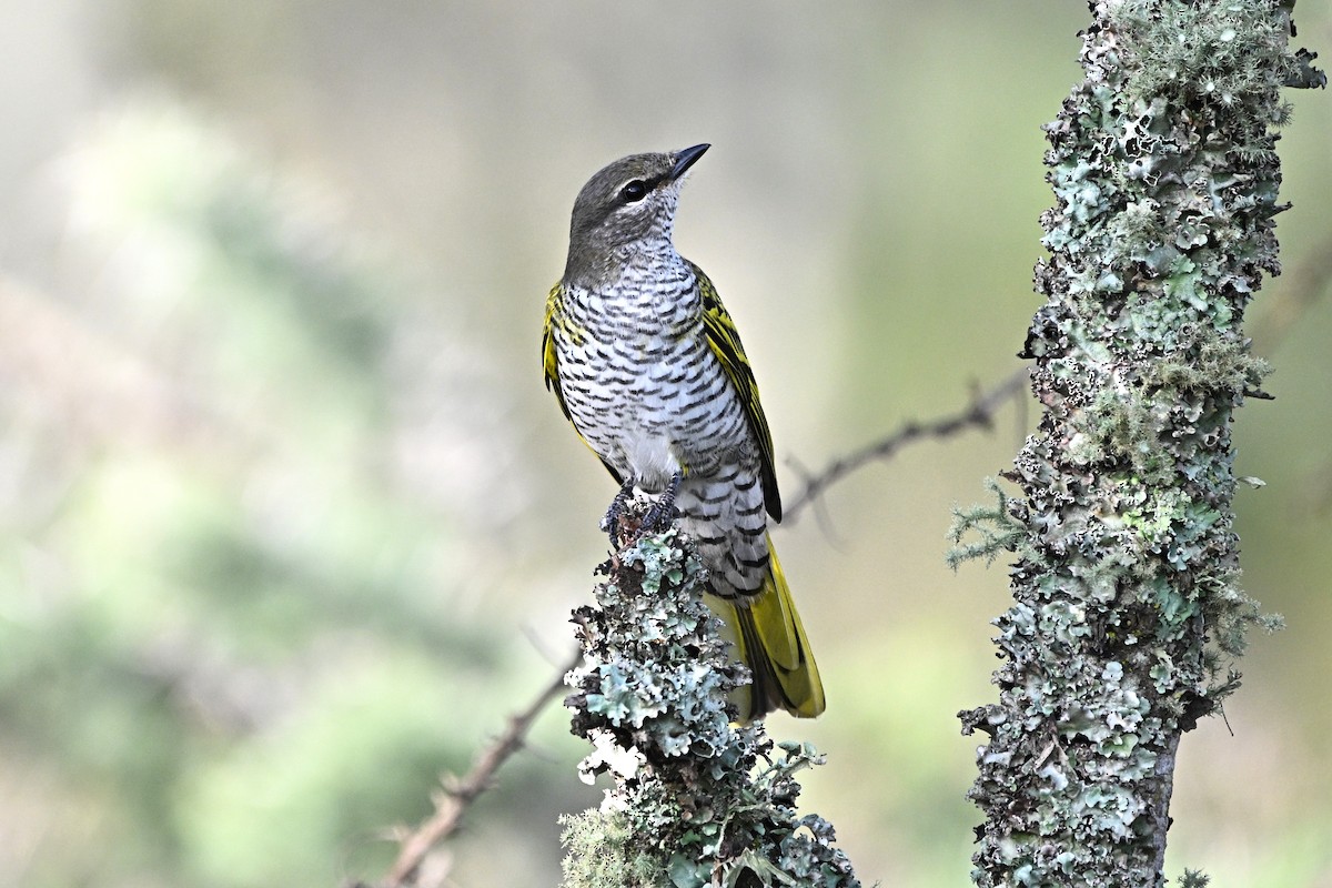 Black Cuckooshrike - ML646651726