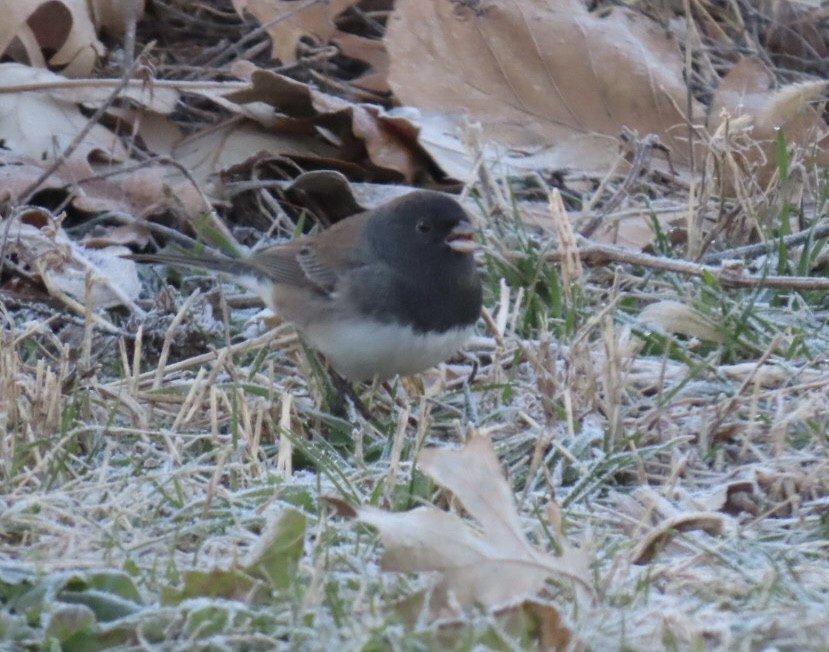 Dark-eyed Junco - ML646651727