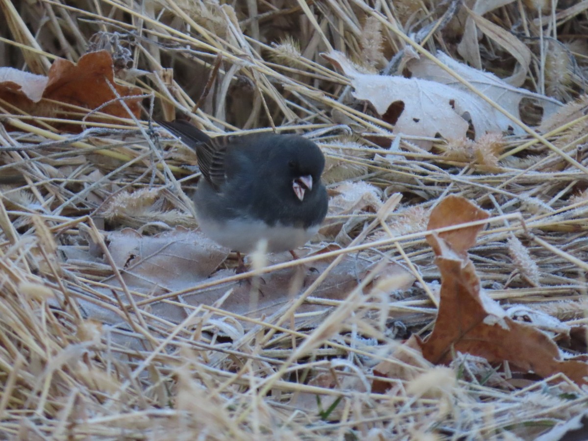 Dark-eyed Junco - ML646651728