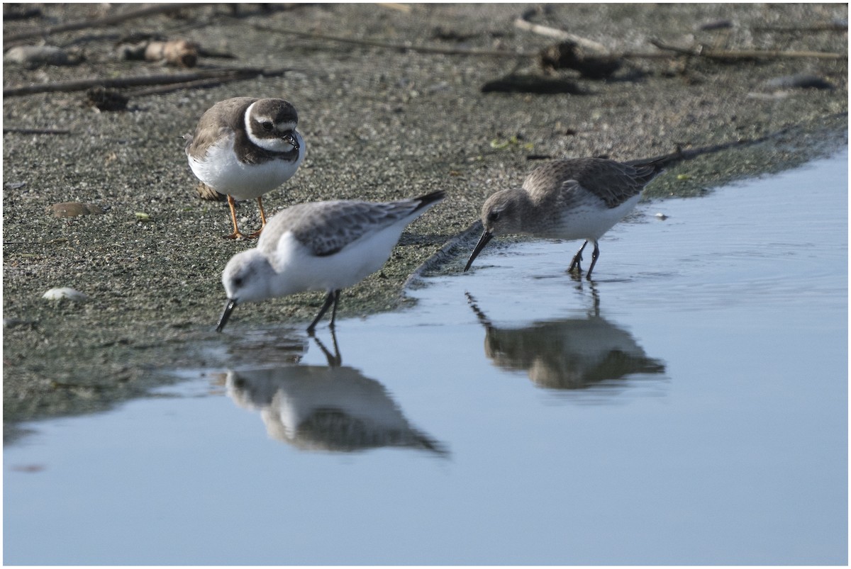 Sanderling - ML646651730