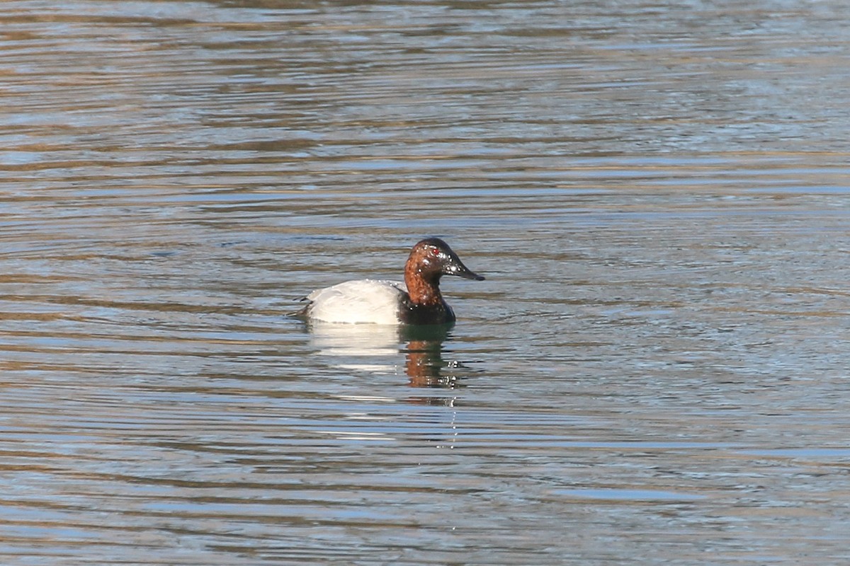 Canvasback - ML646651733