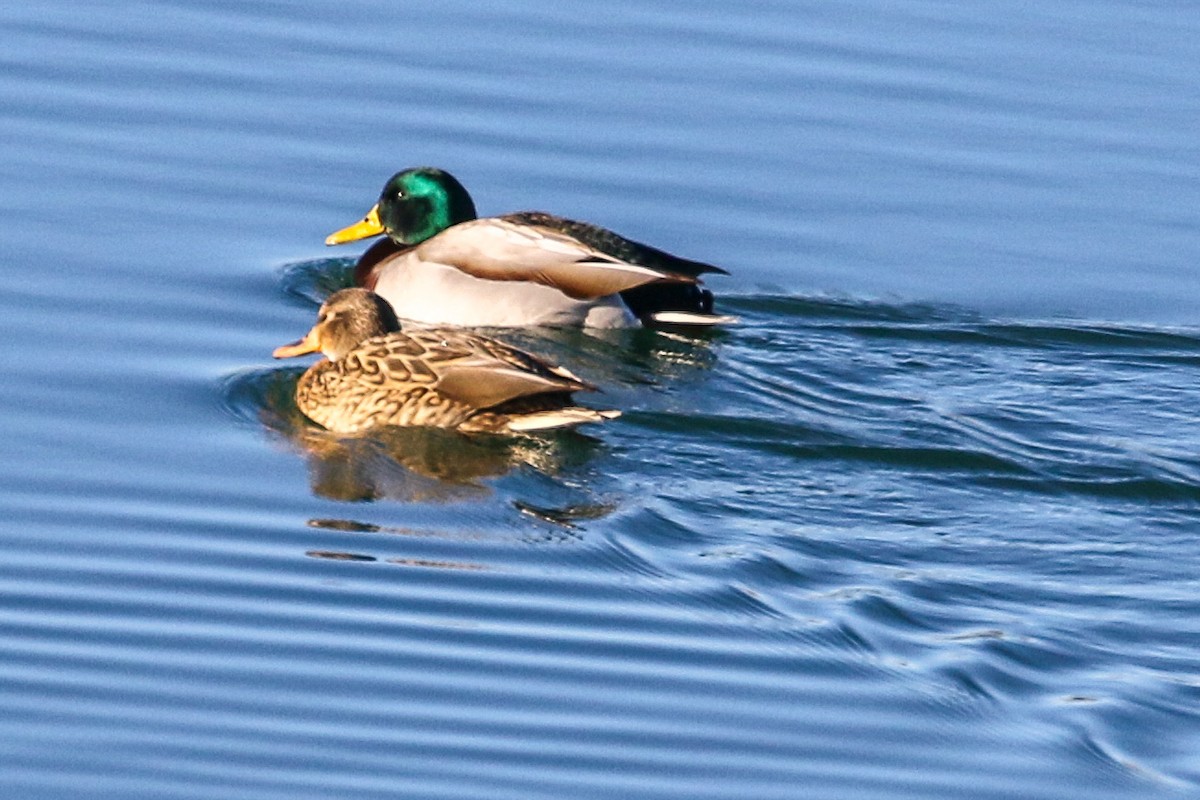 Germano reale - ML646651736