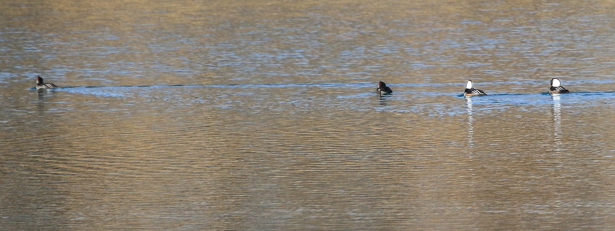 Smergo dal cappuccio - ML646651738