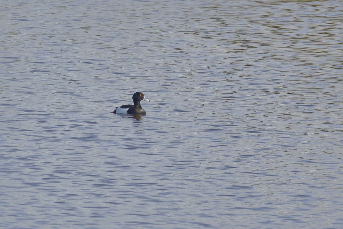 Tufted Duck - ML646651742