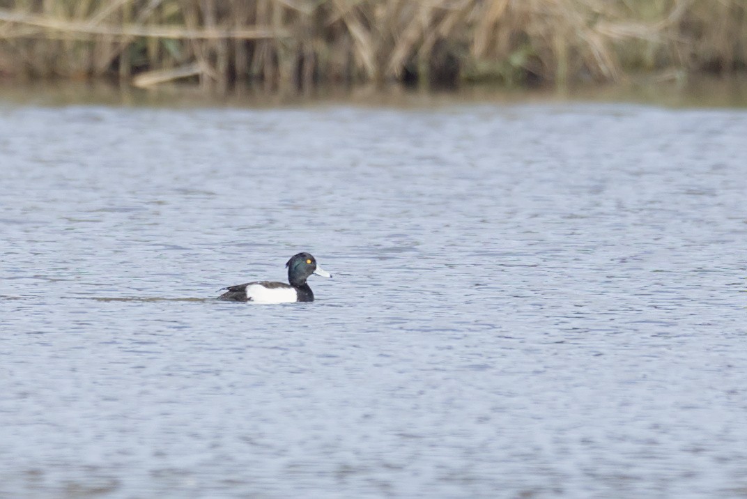 Tufted Duck - ML646651743