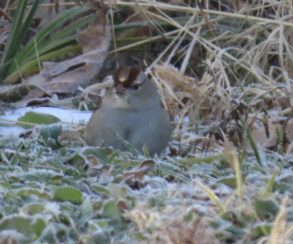 White-crowned Sparrow - ML646651750