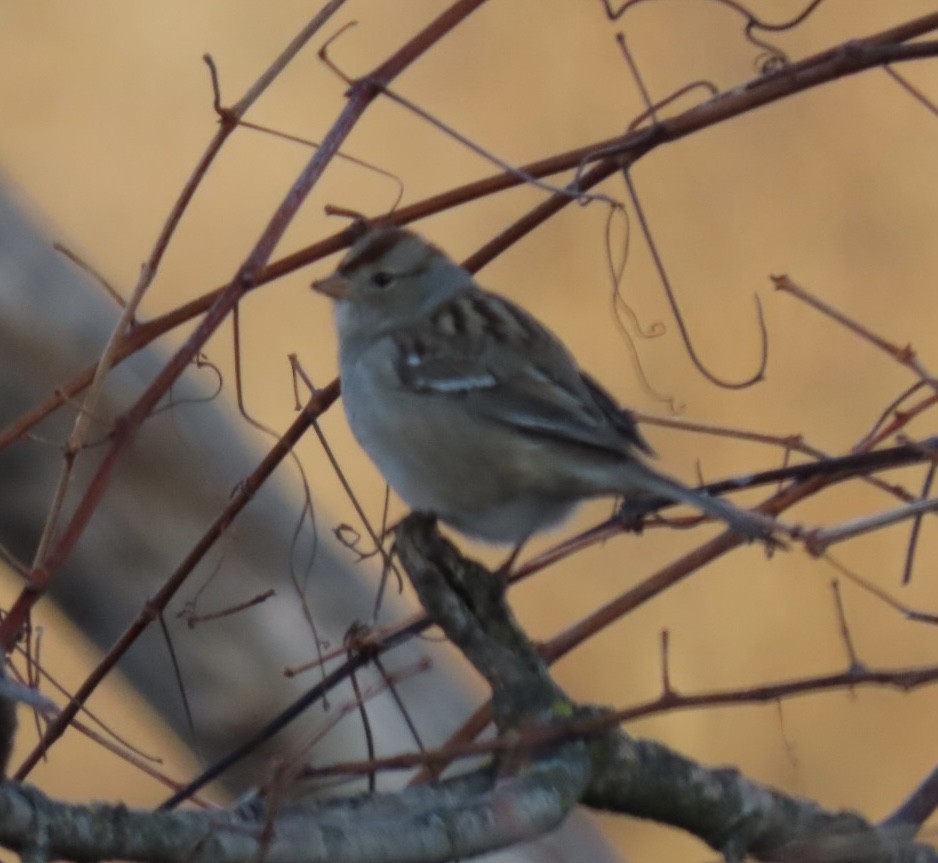 White-crowned Sparrow - ML646651751