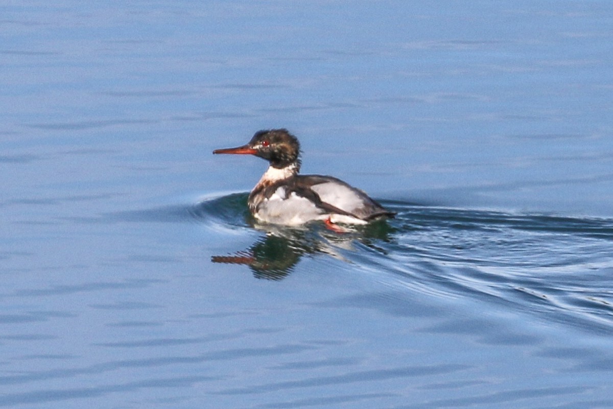 Serreta Mediana - ML646651752