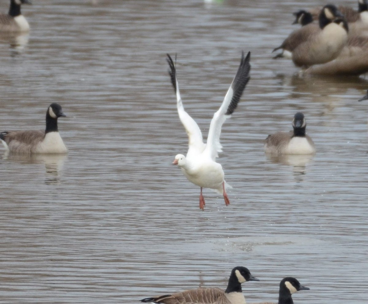 ヒメハクガン - ML646651754