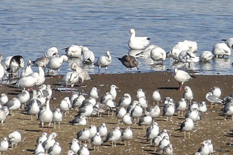 American Herring Gull - ML646651755