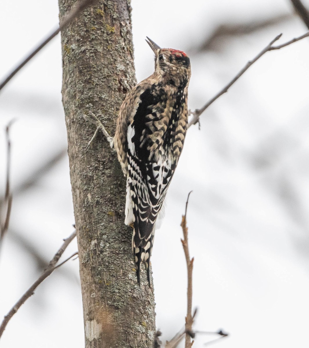 Yellow-bellied Sapsucker - ML646651756