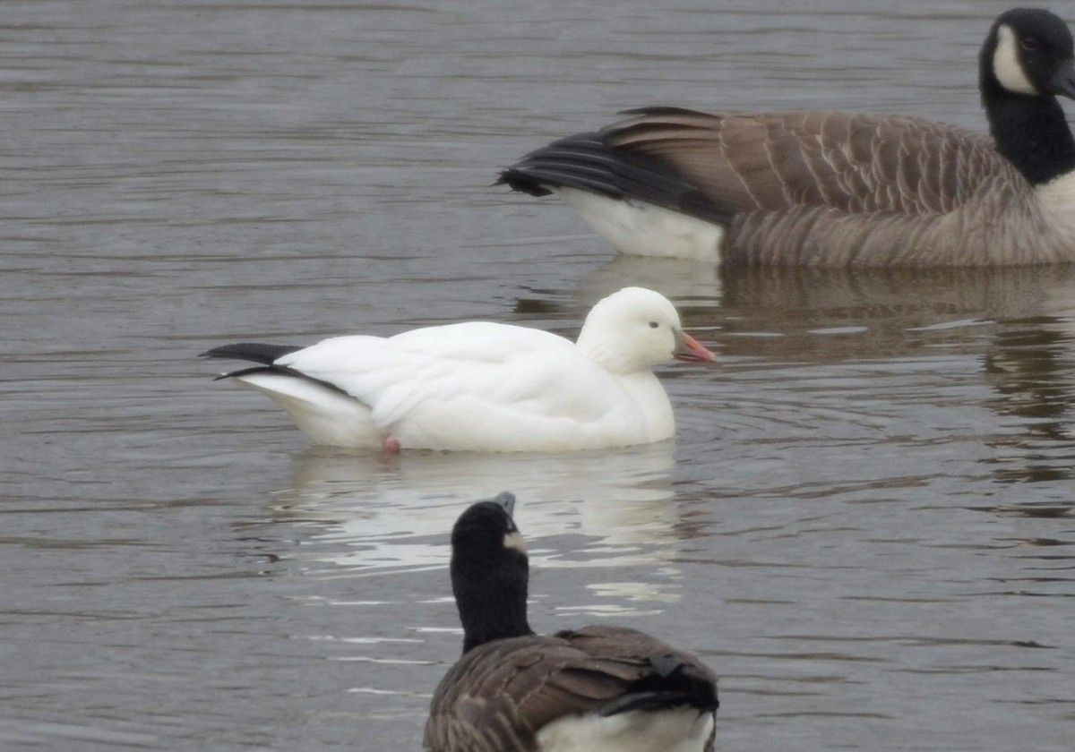 ヒメハクガン - ML646651757