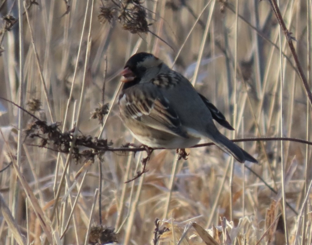 Harris's Sparrow - ML646651758