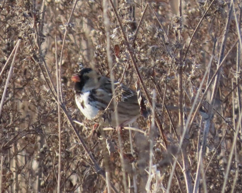 Harris's Sparrow - ML646651759