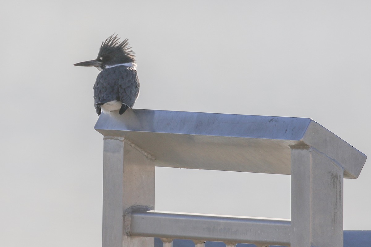 Belted Kingfisher - ML646651760