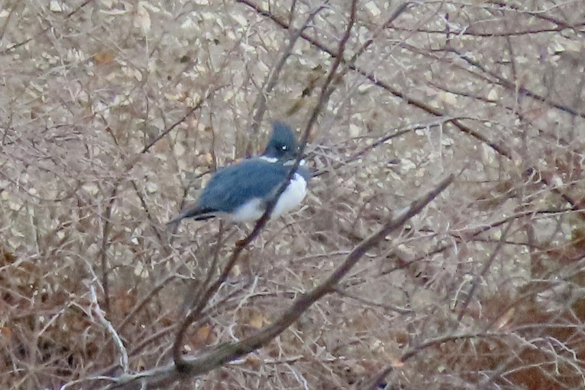 Belted Kingfisher - ML646651761