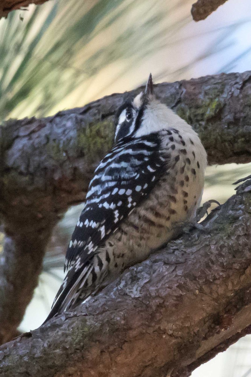 Nuttall's Woodpecker - ML646651764