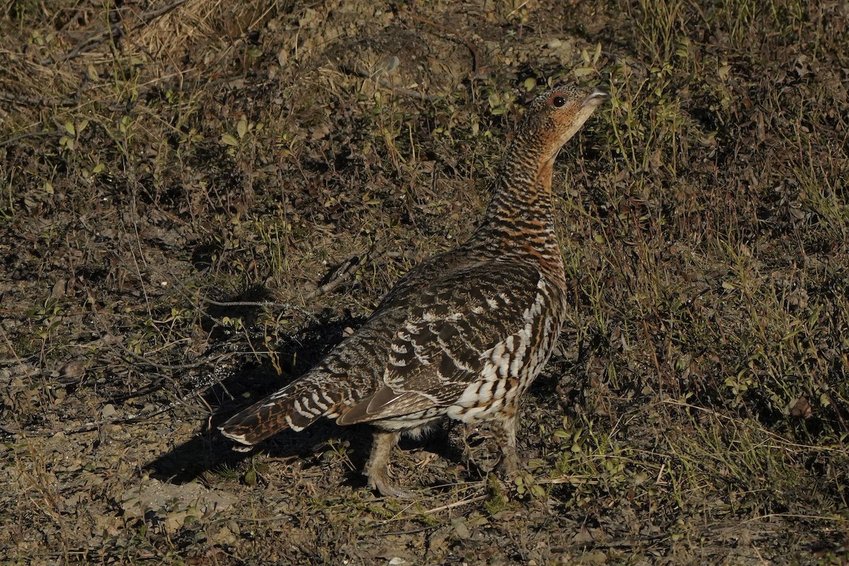 Western Capercaillie - ML646651765