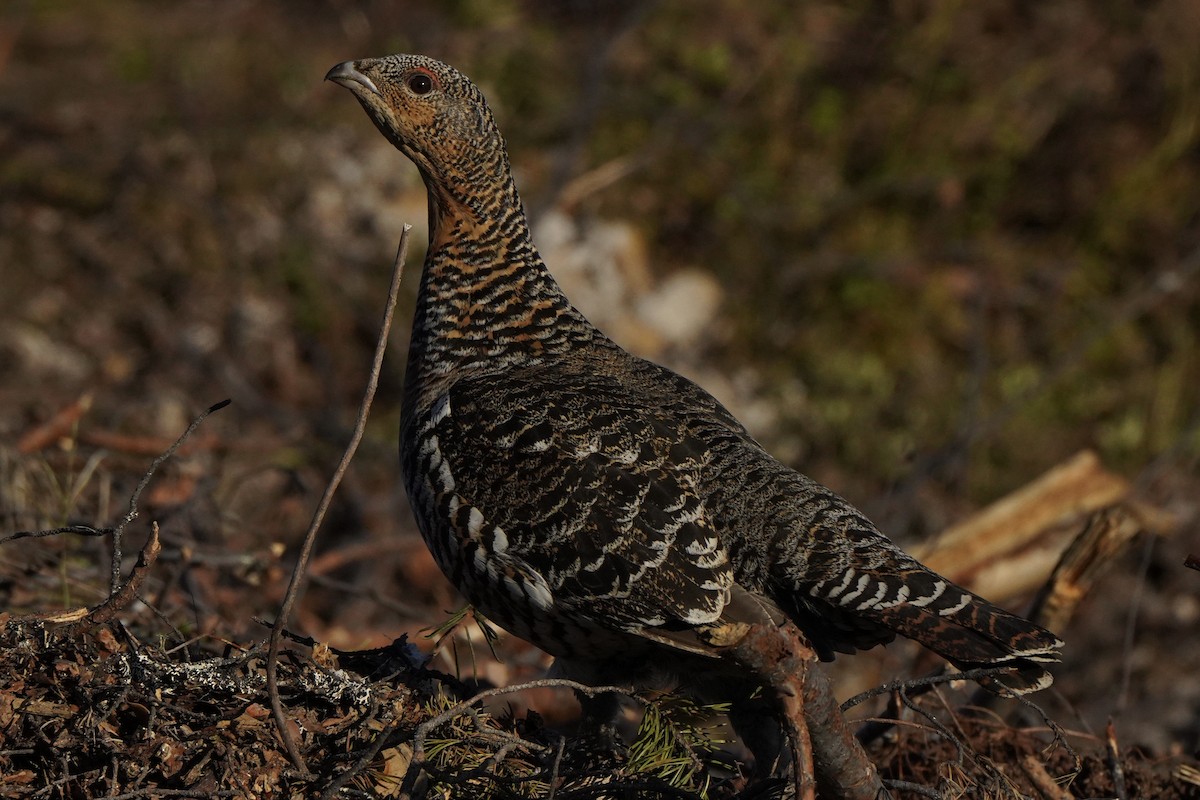 Western Capercaillie - ML646651766