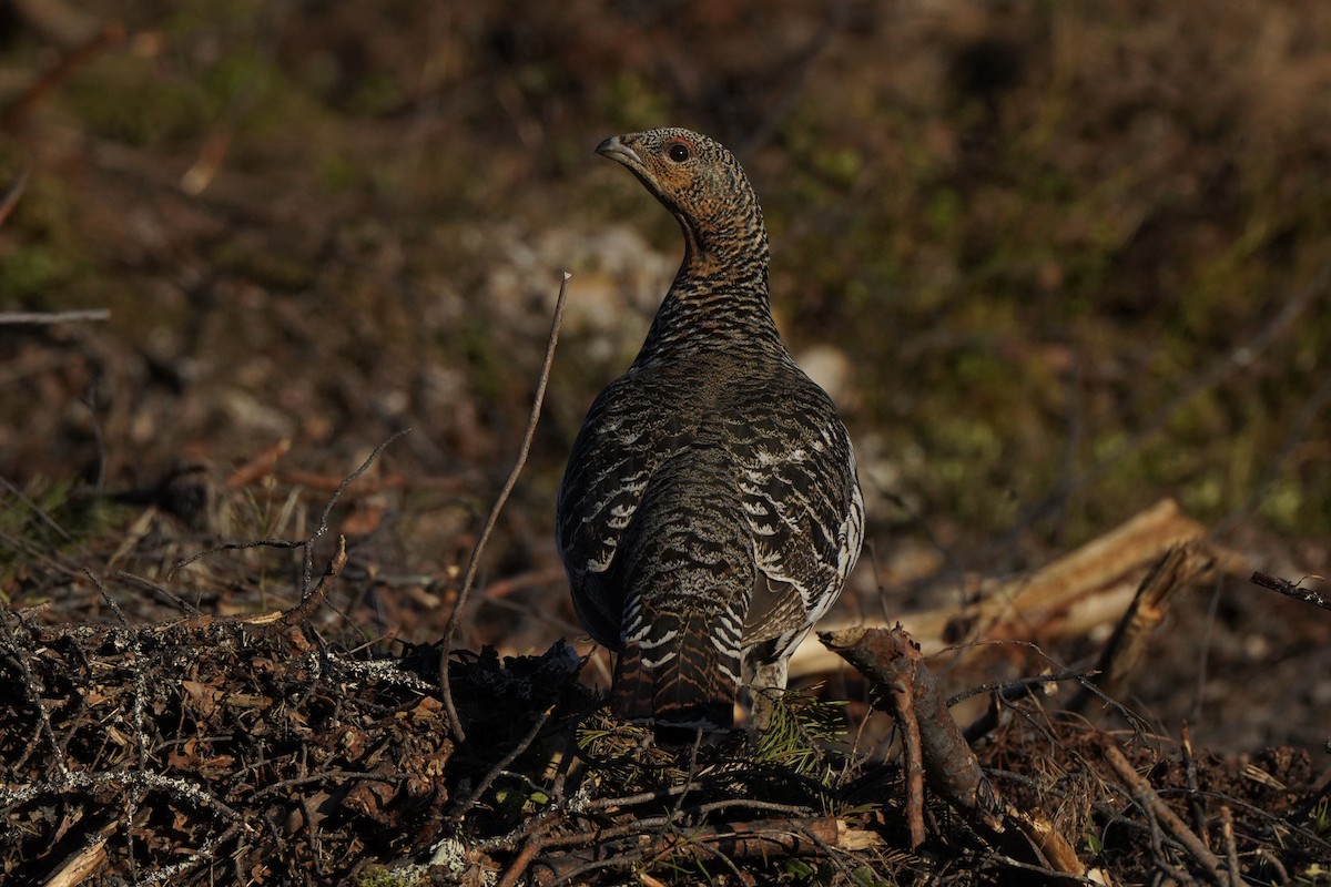 Western Capercaillie - ML646651767