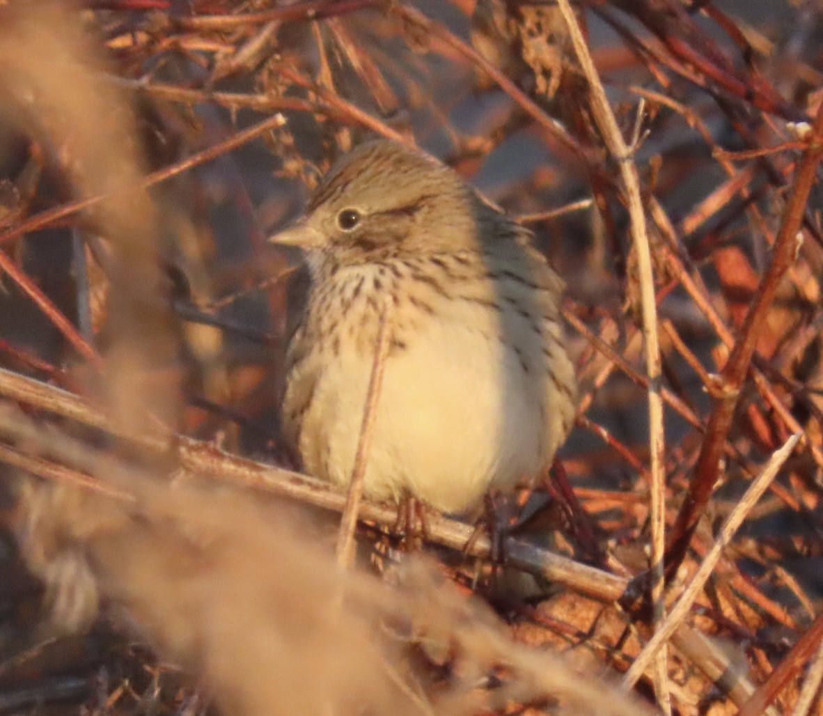 Lincoln's Sparrow - ML646651769