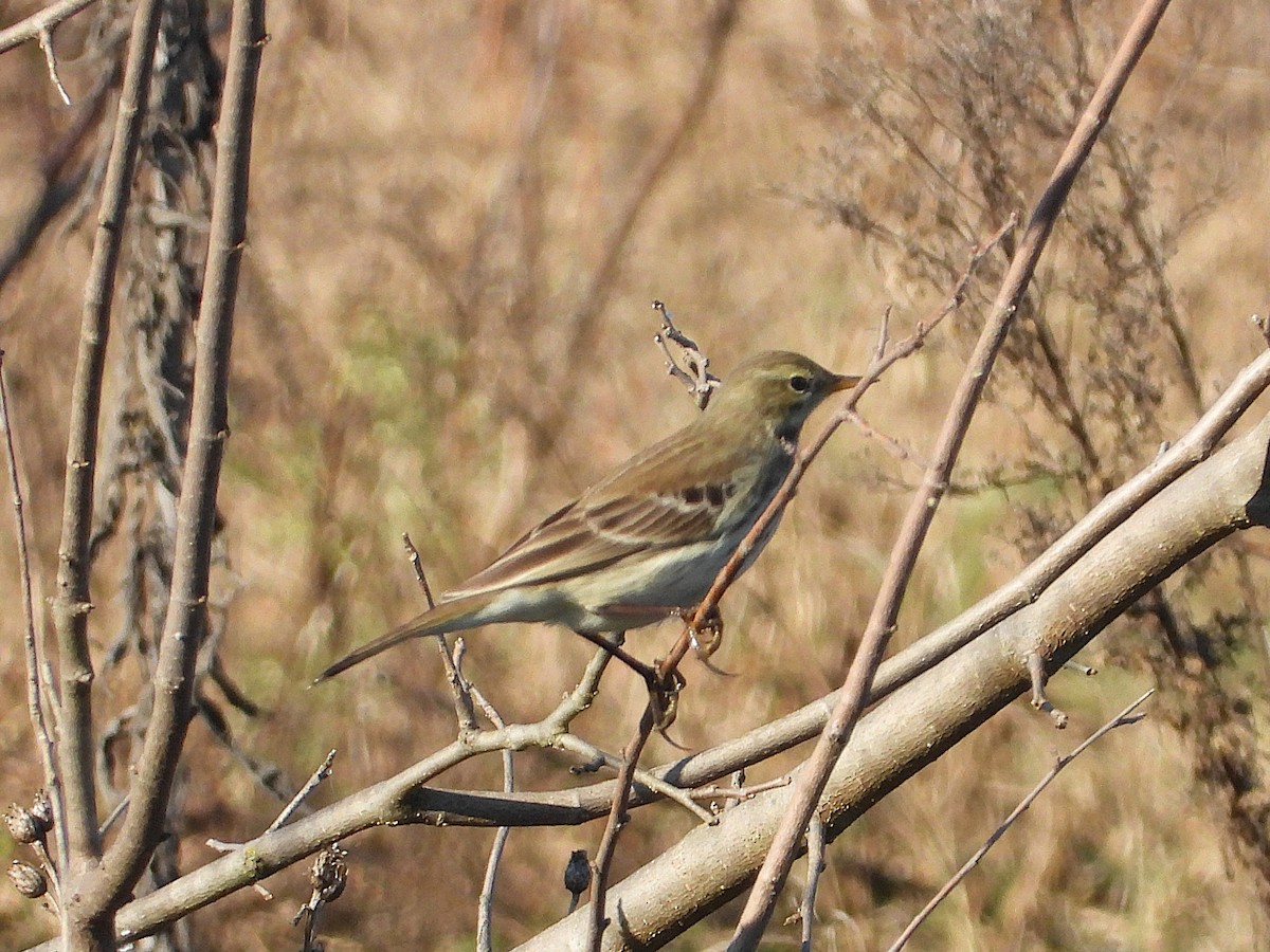 linduška horská - ML646651776