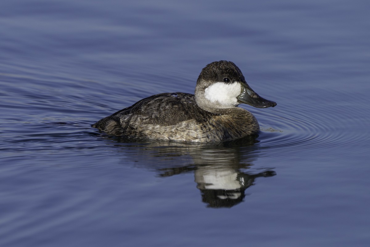 Amerika Dikkuyruğu - ML646651777