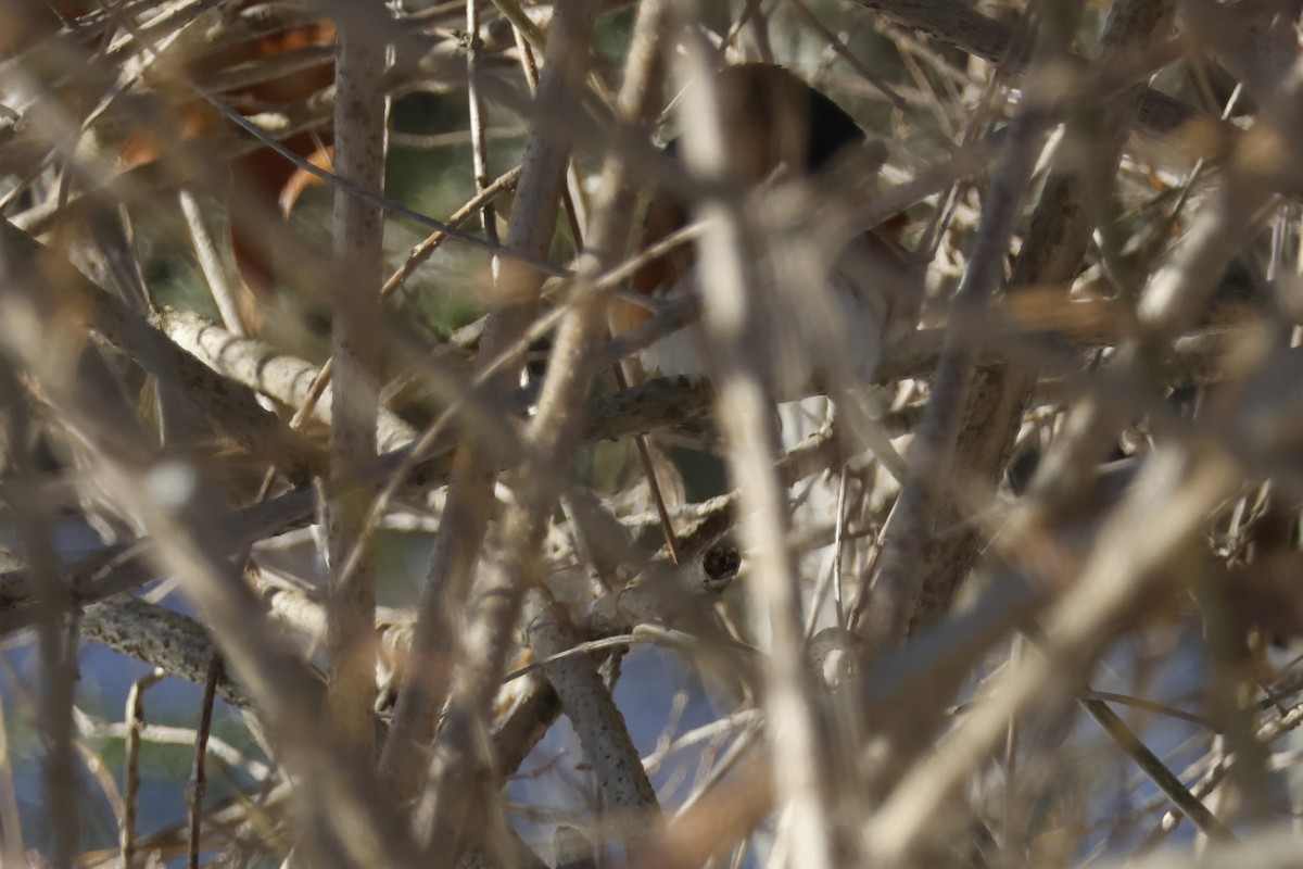 Тауї східний - ML646651778