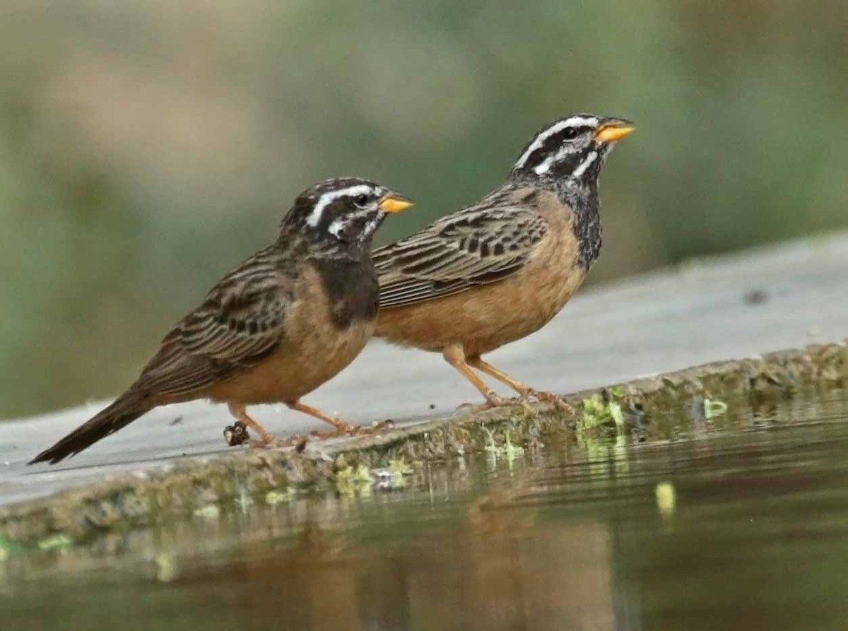 ナナスジホオジロ - ML646651779