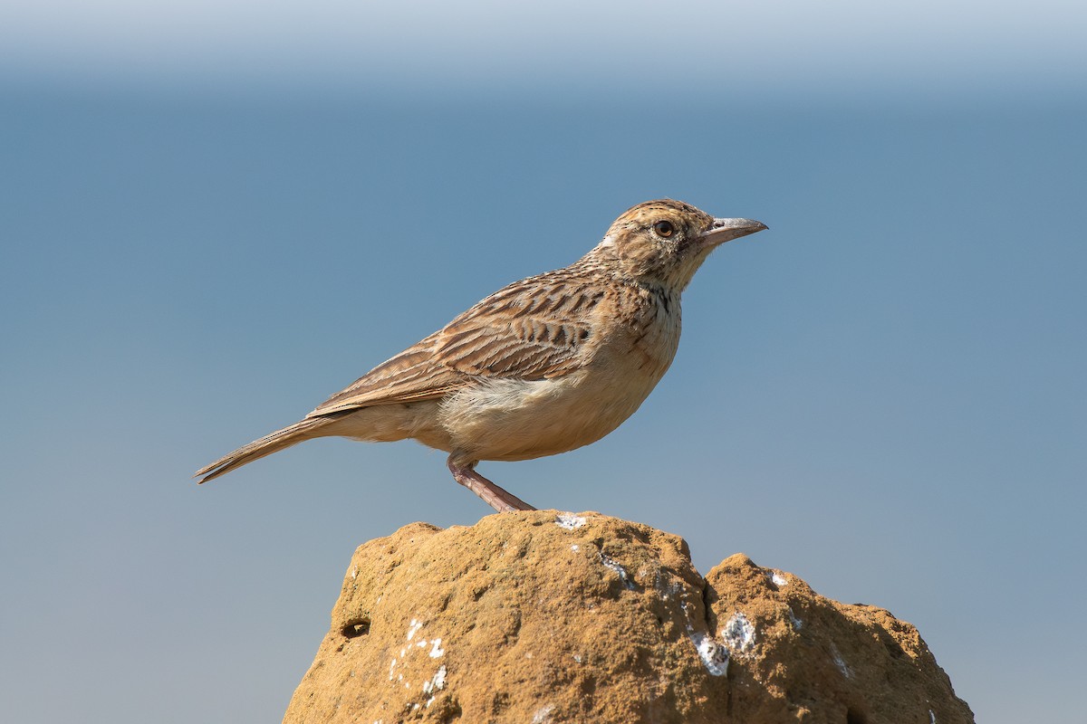 Eastern Long-billed Lark - ML646651780
