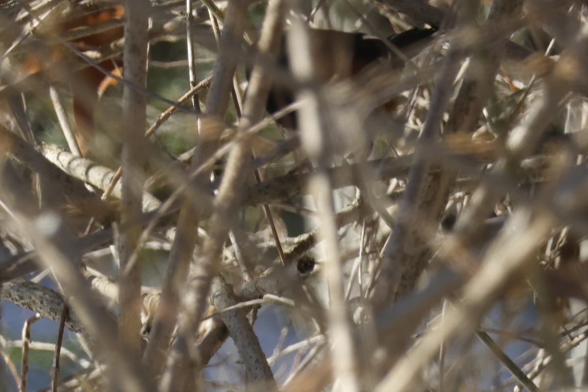 Тауї східний - ML646651781