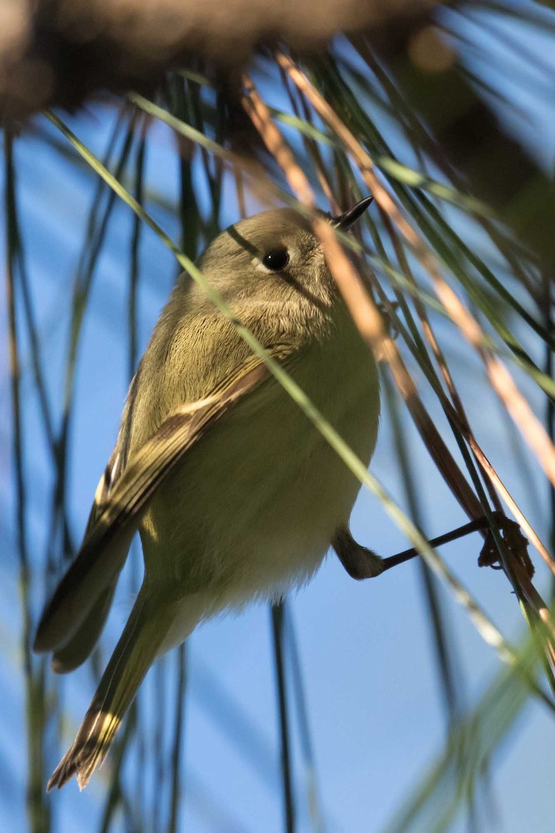 Ruby-crowned Kinglet - ML646651782