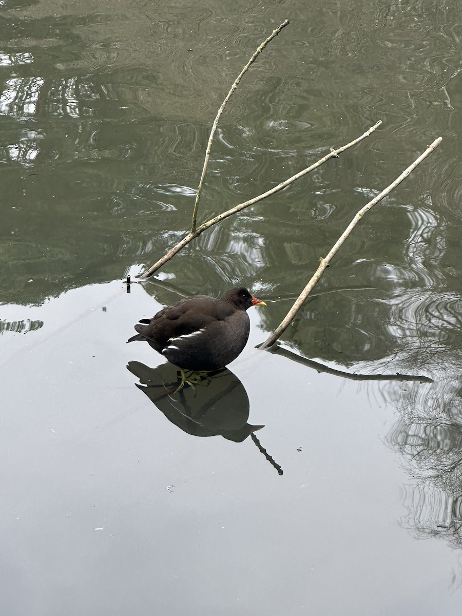 Eurasian Moorhen - ML646651783